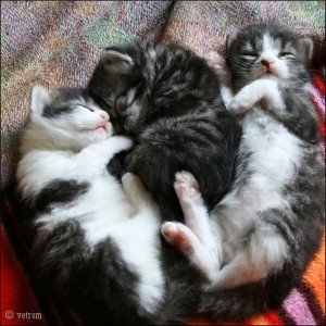 img_6191_d0bcd0b5d0bbd0bad0b8d0b9-d0bcd0b5d0b4d0b2d0b5d0b6d0bed0bdd0bed0ba-d0bfd18fd182d0bdd18bd188d0b5d0ba